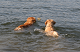 Click here to see the picture (baden1.jpg)
