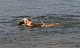 Click here to see the picture (baden2.jpg)