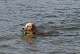 Click here to see the picture (baden3.jpg)