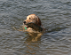 Click here to see the picture (baden4.jpg)