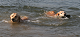 Click here to see the picture (baden5.jpg)