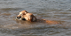 Click here to see the picture (baden6.jpg)