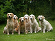 Click here to see the picture (Plixholz2.JPG)