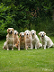Click here to see the picture (plixholz1.JPG)