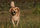 Click here to see the picture (Arko.jpg)